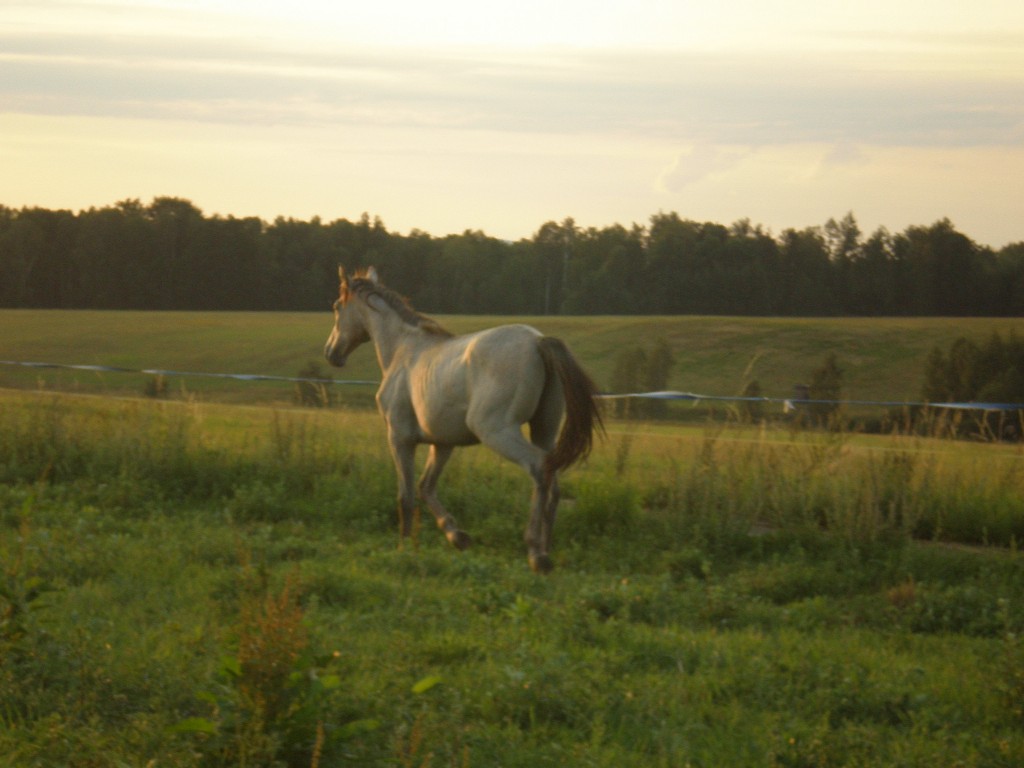 meister wilie 2007.jpg