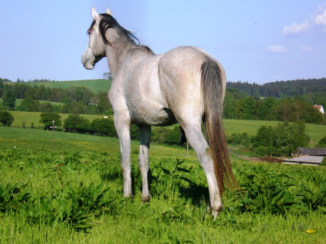 Meister Willie1.JPG