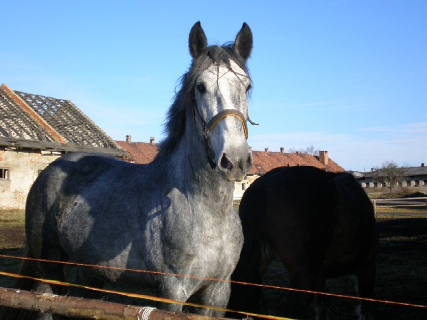 Dečka 2007.JPG