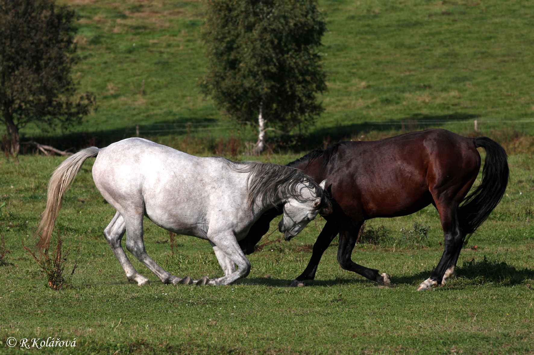 Meister Willie a Branus.jpg