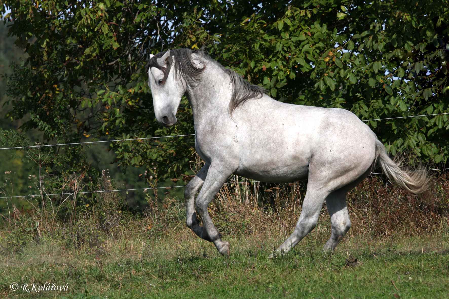 Meister Willie 2.jpg