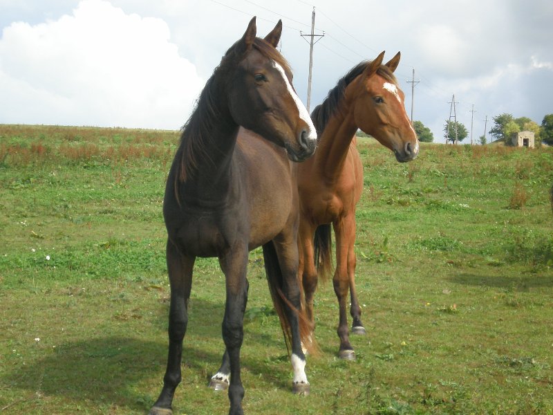 Boreste a Beaukettie.JPG