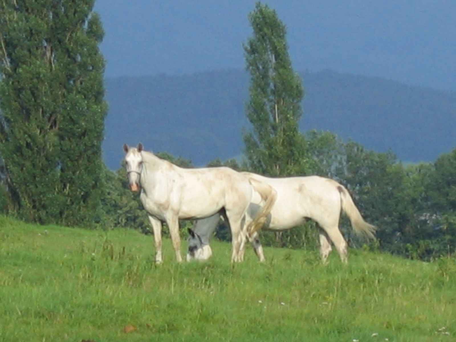 koně 0705 124