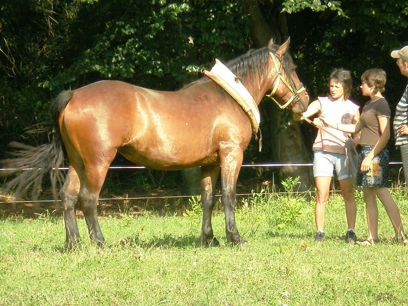 Case poduška.JPG