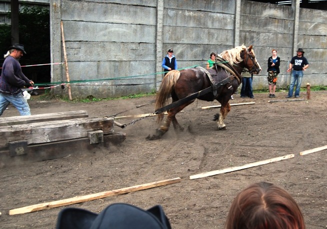 Den koni_Bulovka 2008 40.JPG