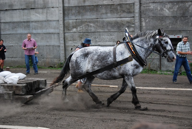 Den koni_Bulovka 2008 52.JPG