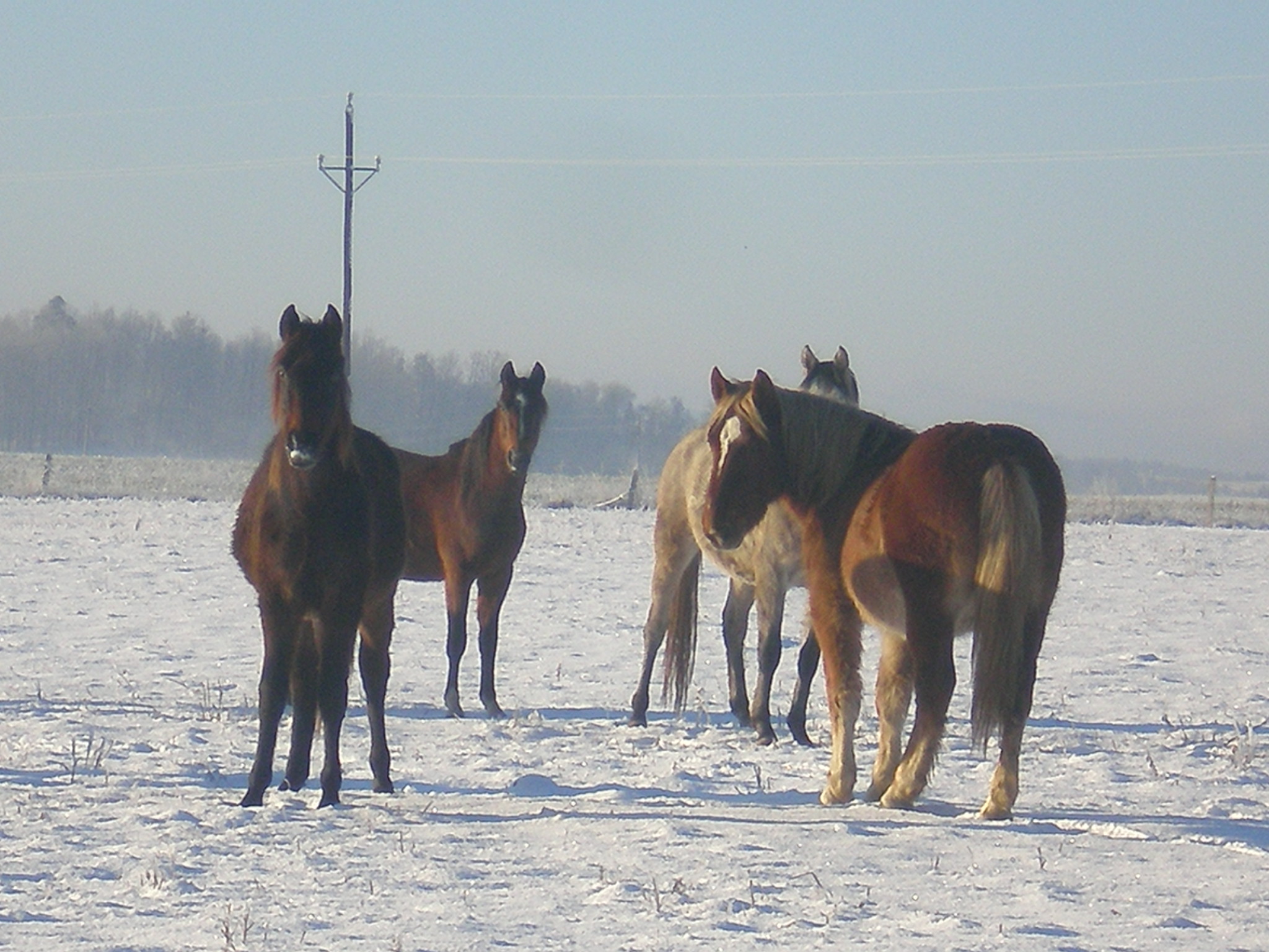 Šibal,Bobbelina,Meister Willie a Vilda.JPG